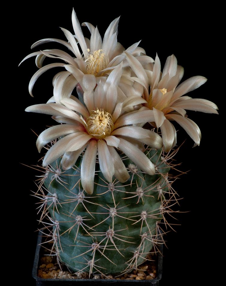 Gymnocalycium fischeri ssp suyuquense
